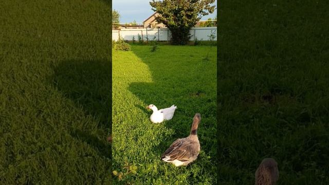 Утино-гусиное видео. Пасем птичку) смотреть онлайн