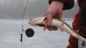 Последний выход на лед 2025 г