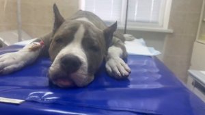 Стаффордширский терьер/ Купирование ушей у Луны/ Начинаем строительство питомника