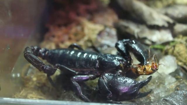 Nourrissage Scorpion (Heterometrus cyaneus) смотреть онлайн