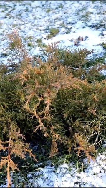 С РОЖДЕСТВОМ ХРИСТОВЫМ !!! смотреть онлайн