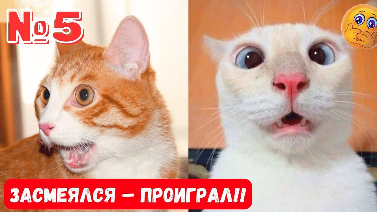 ЛУЧШИЕ СМЕШНЫЕ МОМЕНТЫ С ЖИВОТНЫМИ🐾ТОП приколов с животными! 2025🐾НЕОЖИДАННЫЕ ПРИКОЛЫ С ЖИВОТНЫМИ смотреть онлайн