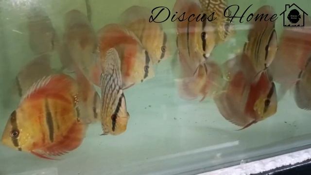 Ica Red | Discus Home смотреть онлайн