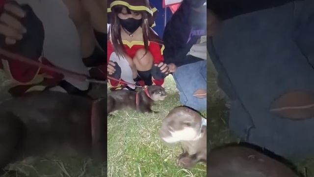 Berang-berang Suka Cewek Wibu | Funny Otter Loves Cosplayer