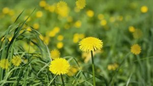 А НА УЛИЦЕ ЦВЕТУТ ОДУВАНЧИКИ (муз. сл. и исполнение Л.Горцуевой)