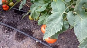 Томат Махитос