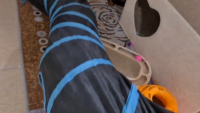 Ариша, Даша и Рыжик смотреть онлайн