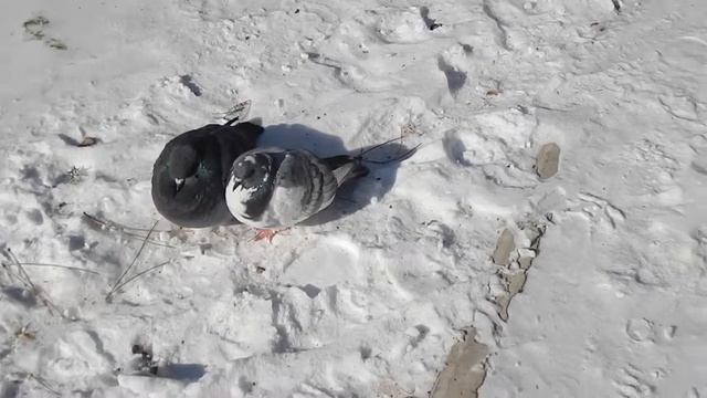 ПРИСТАВУЧИЙ Наглый Голубь смотреть онлайн