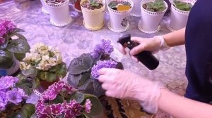Трипсы и мучнистая роса на сортовых фиалках (сенполиях)! Борьба с вредителями.