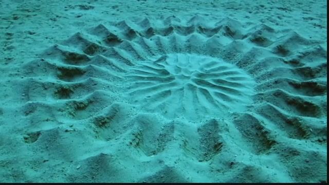 Иглобрюх: Основной инстинкт