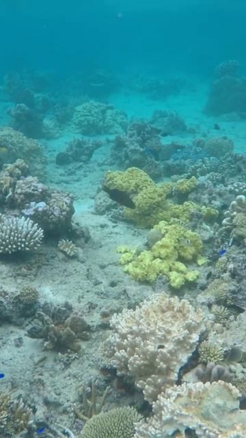 Snorkeling The Rainbow Reef In Fiji #fiji #fijiislands #taveuni #travel