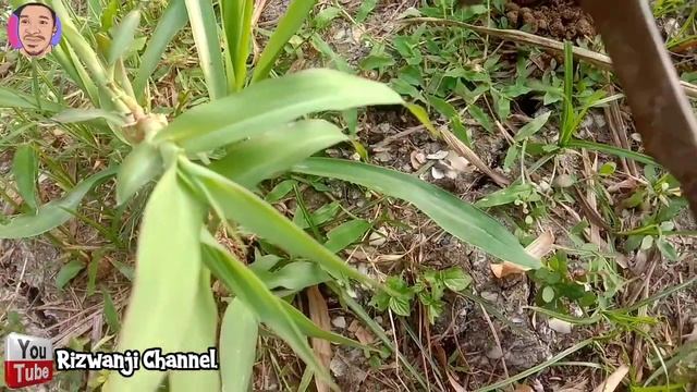 Cara Menanam Rumput Odot Di Lahan Kering 99,8% Berhasil Tumbuh Subur | Rumput Odot | Pakan Ternak смотреть онлайн