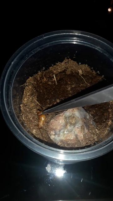 (Brachypelma) Tliltocatl vagans L4 karmienie смотреть онлайн