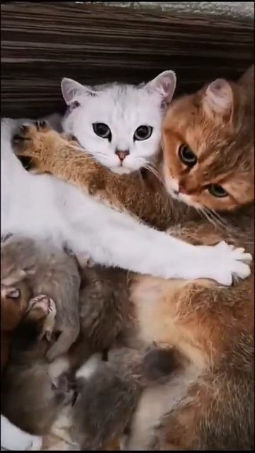 Счастливая кошачья семья 🥰 смотреть онлайн