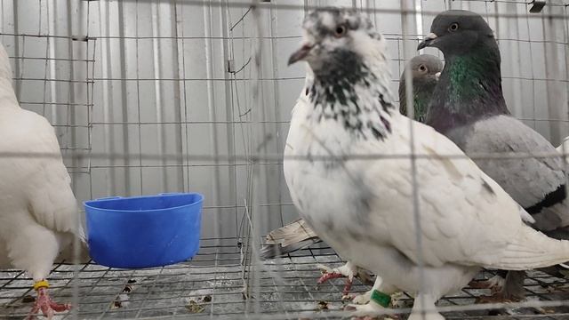 14.03.2025г Ярмарка Сборная Ночная ч. 2 смотреть онлайн