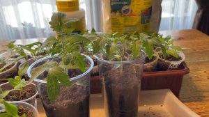 Лучший способ пересадки перца, сразу трогается в рост!