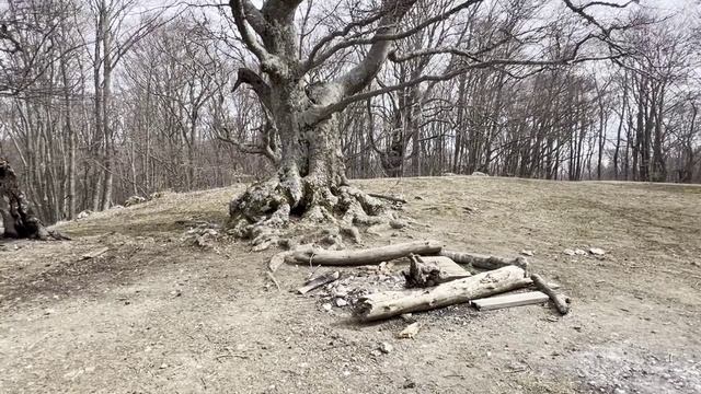 Роща Секвой