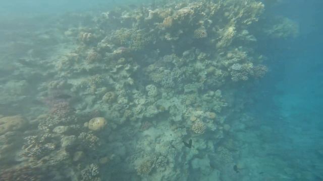 Snorkeling Adventure at Seven Pools Reef, Ras Mohamed, Sharm Ash Sheikh, Egypt, May 2023 смотреть онлайн