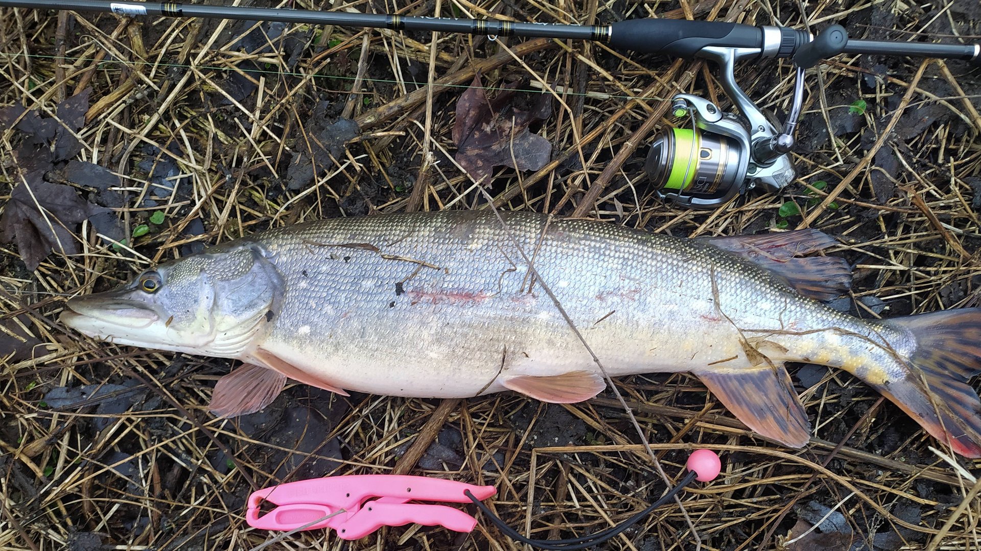 Микро-речка 14 марта 2025 года, ЩУКА-МАМАШКА