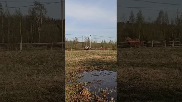 Скачки с табуном лошадей. смотреть онлайн