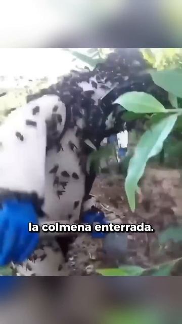 Cómo Destruir Una Colmena De Avispones Mortales смотреть онлайн