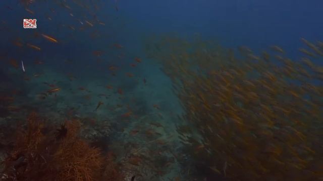 Дайвинг на Пхукете с дайв-клубом DVdiver (Phi-Phi Koh Bida Nok) смотреть онлайн