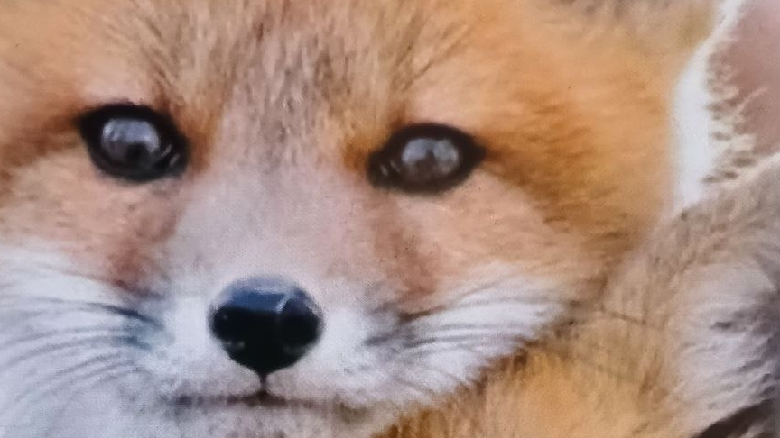 Есть ли Душа у Животных??? смотреть онлайн