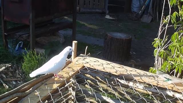 Белая голубка. смотреть онлайн