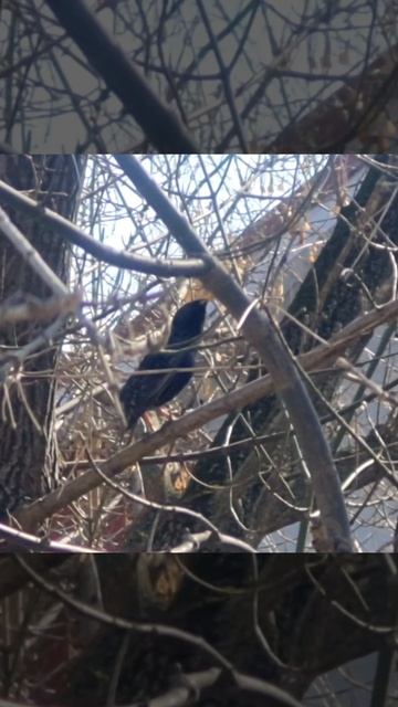 starling skillfully copies the voices of many birds, скворец искусно копирует голоса многих птиц!!! смотреть онлайн