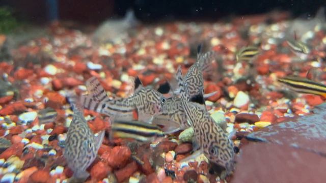Corydoras trilineatus смотреть онлайн