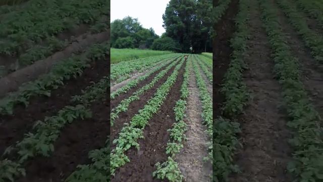 Сумне фрезування картоплі .