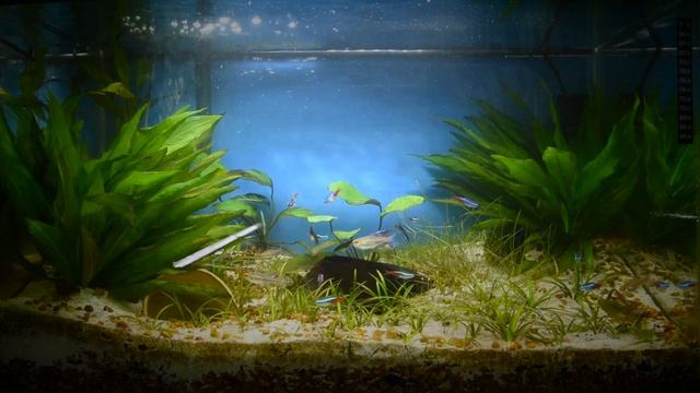 Video 3 - 20 Gallon Tetra Tank смотреть онлайн