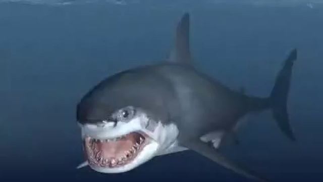 Shark talk смотреть онлайн