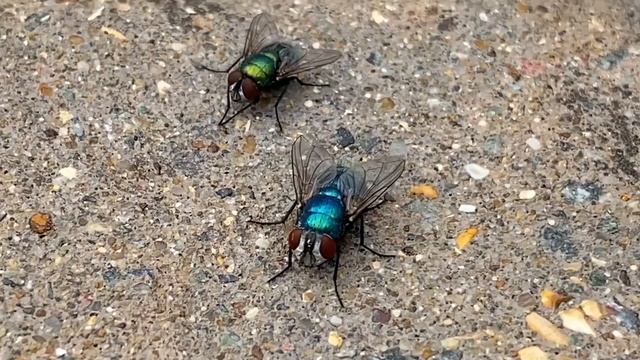 Two Flies