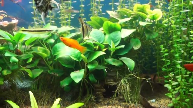 мой аквариум