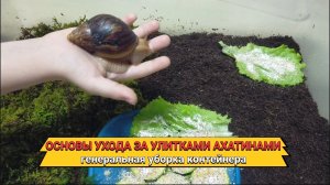 Генеральная уборка у улиток Ахатин