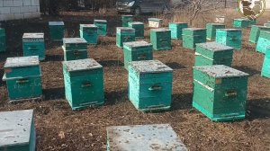Зимовка 25 Осмотр первого лета пчёл 25 года