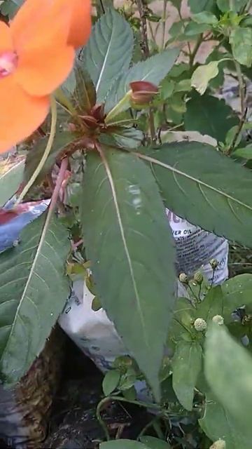 Impatiens plant care | impatiens flowers | flowers смотреть онлайн