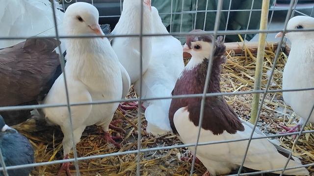 16.03.2025 г ст. Бронницы ч. 1 👍 смотреть онлайн