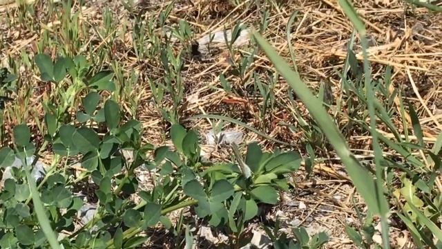 アレクシスカバイロシジミ / Glaucopsyche alexis ヴァリス州ロイク 2018/05/30 Leuk Valais, Butterfly of Swiss смотреть онлайн