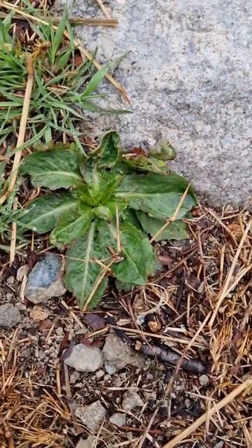 가시상추 옮겨심기 프로젝트 смотреть онлайн