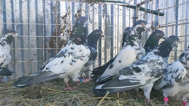 16.03.2025г Купил Красивых Голубей👍 смотреть онлайн