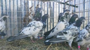 16.03.2025г Купил Красивых Голубей👍