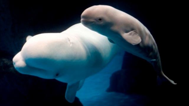 Baby Beluga Song By Raffi