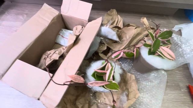 Unboxing Hoya Flamingo Dream
