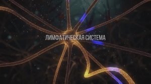 ЛИМФАТИЧЕСКАЯ СИСТЕМА. Скрытый потенциал | BIOMACHINE