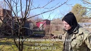 Заказать услуги весенней обрезки плодовых деревьев на даче. Выезд агрономов по Москве и области.
