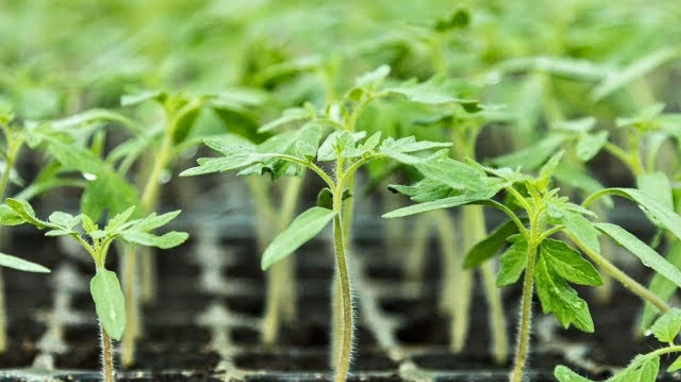 🍅Что срочно делаем и чего не делаем с томатами после всходов🌱 смотреть онлайн