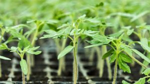 🍅Что срочно делаем и чего не делаем с томатами после всходов🌱