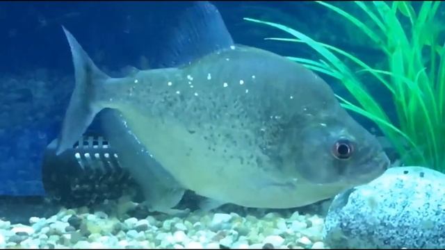 Black Piranha #5 смотреть онлайн